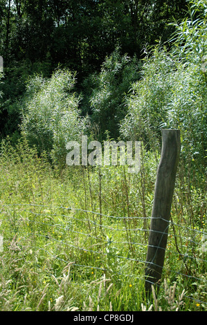 Campagna del Sussex in una giornata di sole. Foto Stock