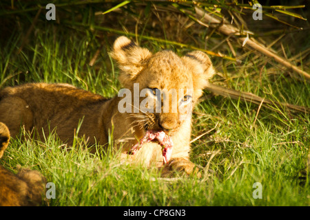 Lion Cub a Duba Plains, Okavango Delta, Botswana Foto Stock