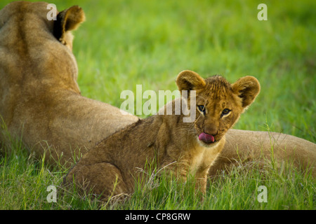 Lion Cub a Duba Plains, Okavango Delta, Botswana Foto Stock