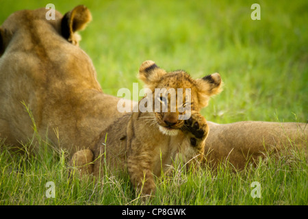 Lion Cub a Duba Plains, Okavango Delta, Botswana Foto Stock