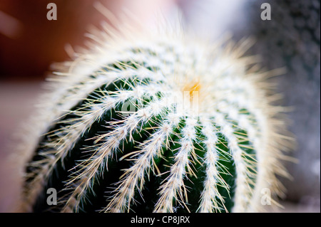 Close-up della pianta di cactus Foto Stock