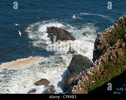 Il mare spettacolari scogliere che formano Troup Testa, casa in Scozia solo continente Gannet Colonia. 8195 Foto Stock