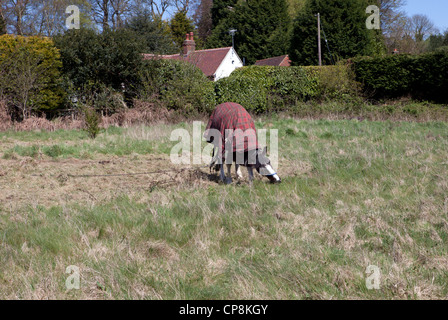 Colorate Tethered gypsy horse lottando per raggiungere erba fresca, Foto Stock