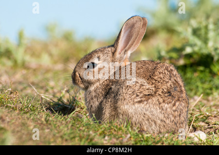 Un bambino coniglio (oryctolagus cuniculus) crogiolarsi sotto il sole primaverile su terreno coltivato nei pressi di Dungeness, Kent. Maggio. Foto Stock