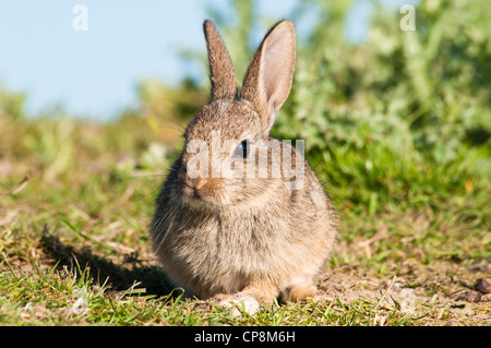 Un bambino coniglio (oryctolagus cuniculus) crogiolarsi sotto il sole primaverile su terreno coltivato nei pressi di Dungeness, Kent. Maggio. Foto Stock
