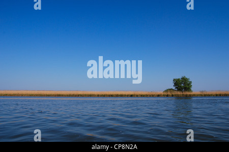 Solitaire willow vicino alla riva sul delta danubes Foto Stock