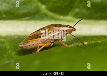 Un vescovo il mitre bug (Aelia acuminati) su una foglia a Crossness Riserva Naturale, Bexley, Kent. Maggio. Foto Stock