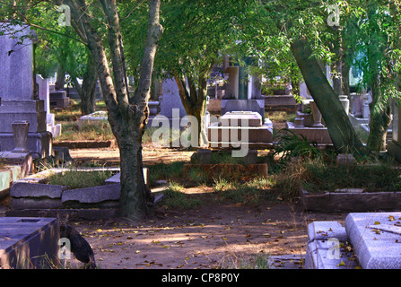 Panteon Frances a Città del Messico. Gatto in primo piano. Gli alberi di sfondo e di grave marker e tombe. Foto Stock