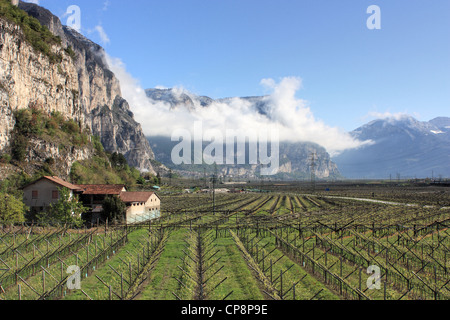 Nuvole nelle alpi dolomitiche a Mezzocorona. Vigneto all intera regione Trentino Alto Adige, Italia. Foto Stock