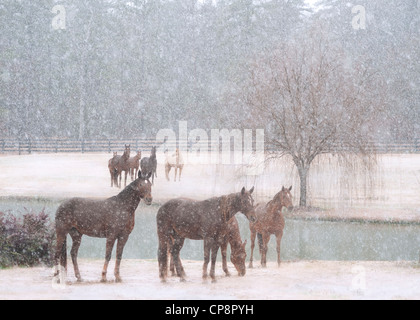 Allevamento di fattrici in tempesta di neve Foto Stock