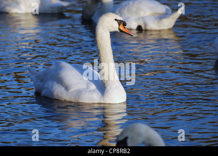 Un cigno sul fiume Nene a northampton Foto Stock