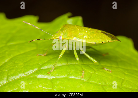 Green Stink Bug (Chinavia hilaris) Foto Stock