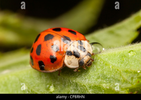 Variopinto Asian Lady Beetle (Harmonia axyridis) Foto Stock