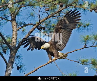 American aquila calva, Haliaeetus leucocephalus Foto Stock