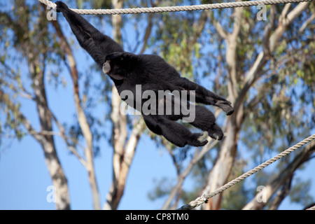 Western Plains Zoo, Dubbo, NSW, Australia Foto Stock