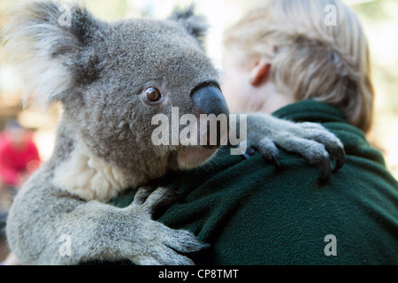 Western Plains Zoo, Dubbo, NSW, Australia Foto Stock