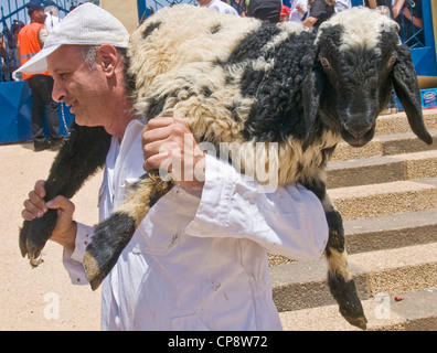 I membri dell'antica comunità samaritana portare una pecora per la macellazione durante il tradizionale sacrificio pasquale Foto Stock