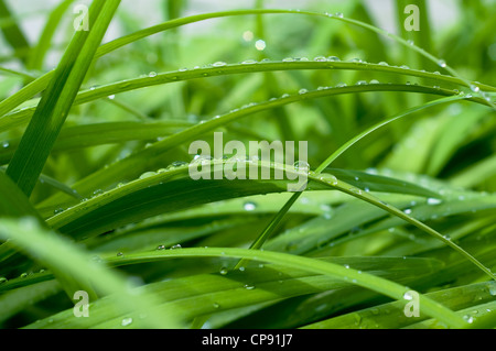 Gocce d'acqua su erba verde Foto Stock