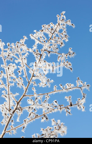 Vista fino a impulso breve bianco trasformata per forte gradiente frost aggrappato a un impianto. Incorniciato contro un cielo blu. Foto Stock