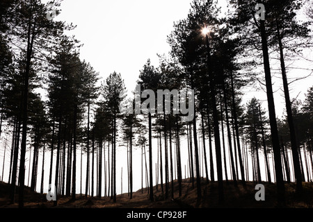 Stagliano alberi con una raffica di luce del sole raggiante attraverso i rami, Llanddwyn Island, Anglesey, Galles, Regno Unito Foto Stock