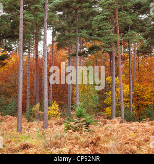 Una varietà di differenti alberi visualizzando i loro diversi colori autunnali, New Forest, Hampshire, Regno Unito Foto Stock