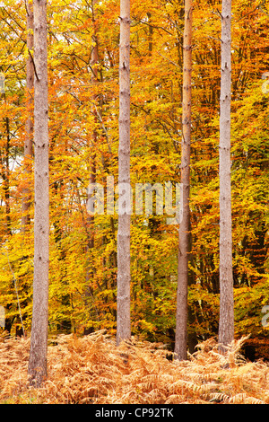 Quattro alberi stand alto tra l'autunno sfumature di arancione e il bronzo Foto Stock