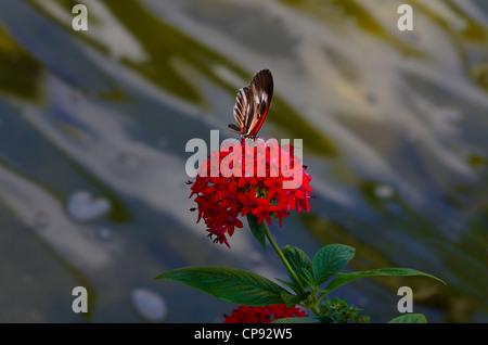 Tasto di pianoforte Butterfly. (Heliconius melpomene :) Foto Stock