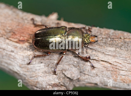 Australian golden stag beetle Foto Stock