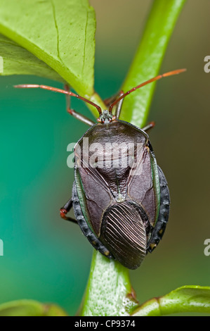 Bronze orange bug su albero di limone Foto Stock