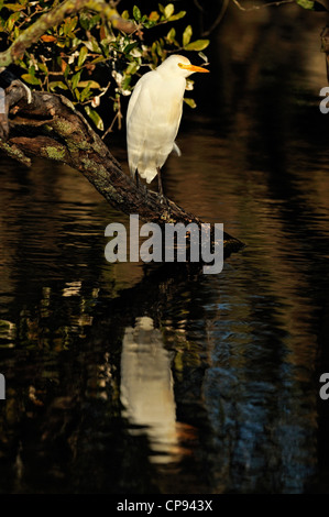 Airone guardabuoi (Bubulcus ibis), il coccodrillo fattoria, Sant'Agostino, Florida, Stati Uniti d'America Foto Stock