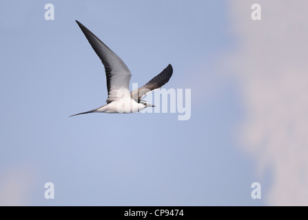 Imbrigliati Tern (Onychoprion anaethetus) in volo, le Maldive Foto Stock