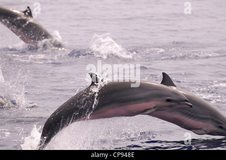 Fraser, Dolphin (Lagenodelphis hosei) o Sarawak Dolphin, saltando fuori del mare, le Maldive Foto Stock