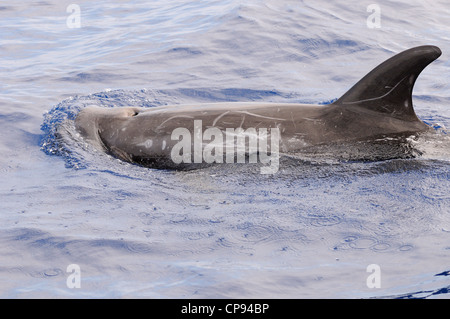 Risso (Dolphin Grampus griseus) in corrispondenza della superficie, Maldive Foto Stock