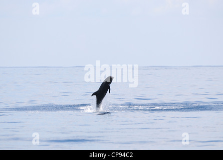 Risso (Dolphin Grampus griseus) saltando fuori dell'acqua o violare, Maldive Foto Stock