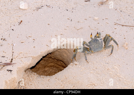 Cornuto o avvisatore acustico-eyed Granchi fantasma (Ocypode ceratophthalmus) in piedi all'entrata a scavare nella sabbia, Maldive Foto Stock