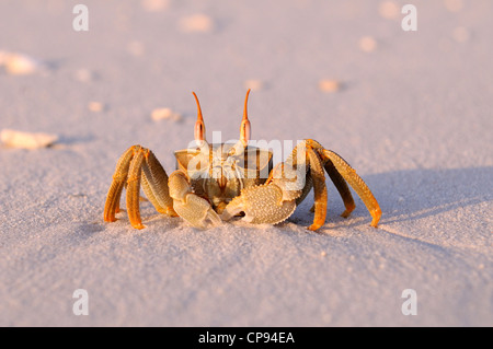 Cornuto o avvisatore acustico-eyed Granchi fantasma (Ocypode ceratophthalmus) sulla spiaggia sabbiosa, Maldive Foto Stock