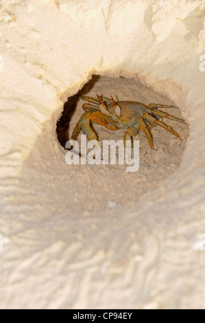 Cornuto o avvisatore acustico-eyed Granchi fantasma (Ocypode ceratophthalmus) all'entrata a scavare nella sabbia, Maldive Foto Stock