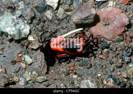 Fiddler crab (Uca sp.: Ocypodidae) Nuova Guinea Foto Stock