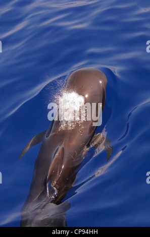 A breve alettato di Balene Pilota (Globicephala macrorhynchus) affiorante, Maldive Foto Stock