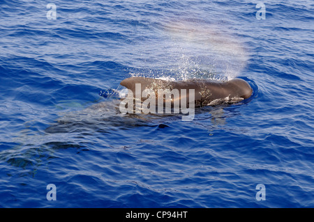 A breve alettato di Balene Pilota (Globicephala macrorhynchus) affiorante, Maldive Foto Stock