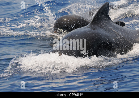 A breve alettato di Balene Pilota (, Globicephala macrorhynchus) maschio aggressivo in superficie, Maldive Foto Stock