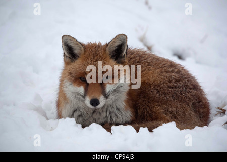 Red Fox, Vulpes vulpes, nella neve Foto Stock