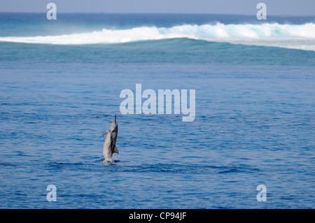 Spinner (Delfino Stenella longirostris) saltando fuori dell'acqua, le Maldive Foto Stock