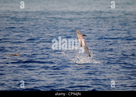 Spinner (Delfino Stenella longirostris) saltando fuori dell'acqua e la filatura, Maldive Foto Stock
