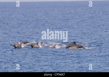 Spinner (Delfino Stenella longirostris) pod per nuotare in superficie, Maldive Foto Stock