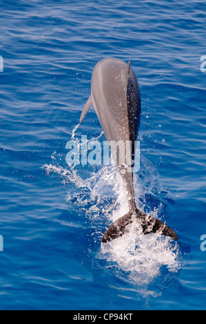 Spinner (Delfino Stenella longirostris) saltando fuori dell'acqua, le Maldive Foto Stock