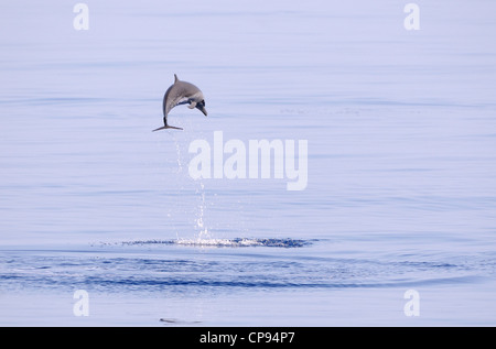 Pantropical Spotted Dolphin (Stenella attenuata) saltando fuori dell'acqua, le Maldive Foto Stock