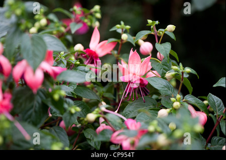 Fuchsia 'Paula Jane' in fiore Foto Stock