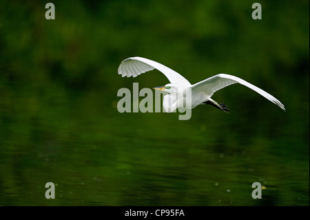 Airone bianco maggiore (Casmerodius Albus, Ardea alba Egretta alba) in volo Audubon Rookery, Venezia FL Foto Stock