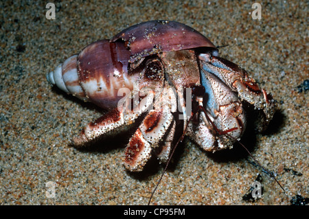 Terra di eremita granchi (variabilis sp.: Coenobitidae) di notte su una spiaggia del Madagascar Foto Stock